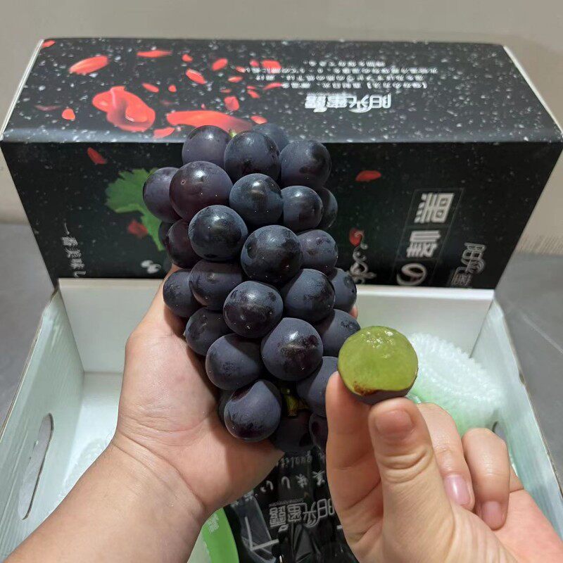 日本品种黑峰玉葡萄大颗粒甜蜜无籽3串阳光蜜露巨峰猫眼新鲜当季