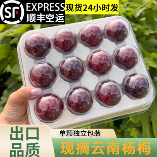 【顺丰空运】正宗云南杨梅荸荠杨梅东愧新鲜孕妇可吃水果现摘炭梅