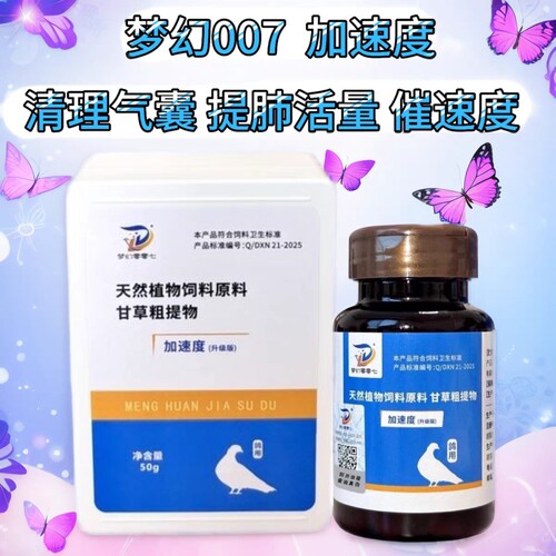 梦幻007加速度赛鸽不爱飞黑鼻头