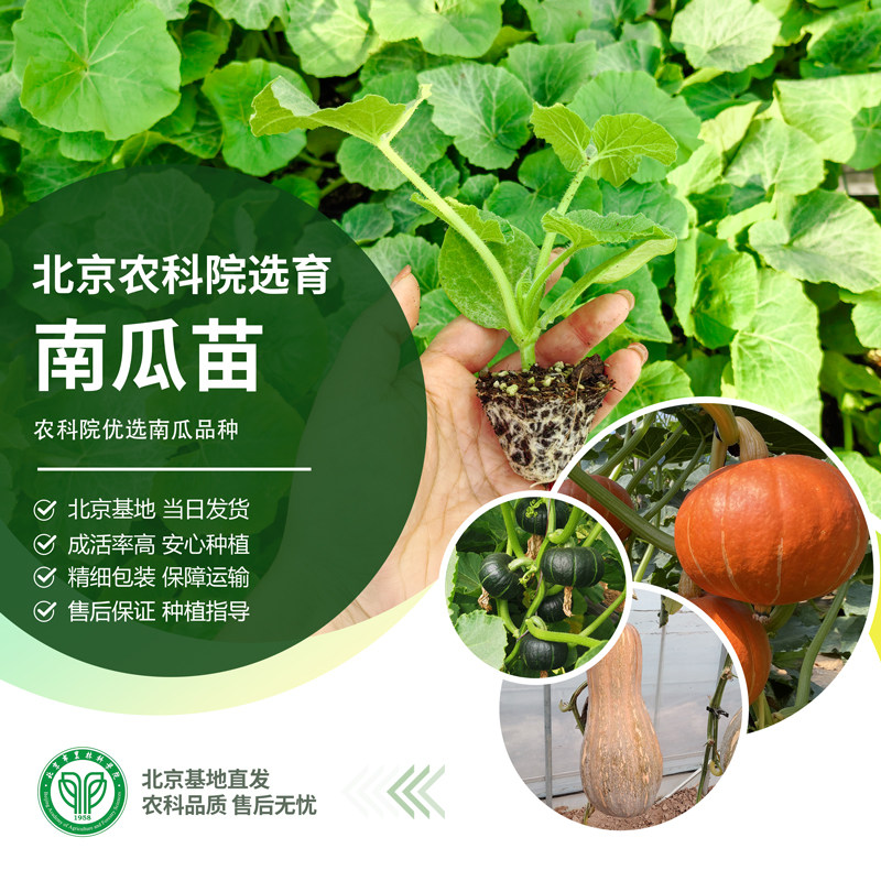 农科院南瓜苗板栗味贝贝南瓜秧苗蜜本玩具南瓜庭院观赏地栽蔬菜苗