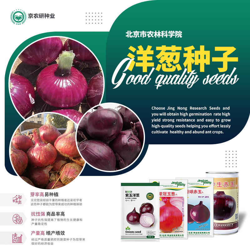农科院洋葱种子紫红皮黄皮葱头苗红葱扁球圆葱甜葱头四季蔬菜籽孑