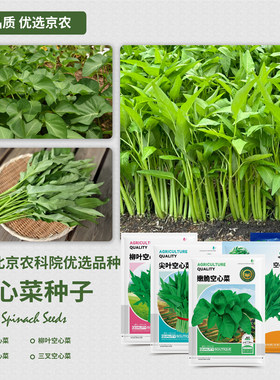 农科院空心菜柳叶空心菜尖叶嫩脆三叉通心菜四季阳台蔬菜种籽