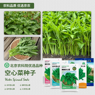 农科院空心菜柳叶空心菜尖叶嫩脆三叉通心菜四季阳台蔬菜种籽