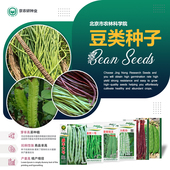 农科院豆角种子长豇豆苗四棱豆眉豆四季 豆九粒白无筋架豆蔬菜籽孑