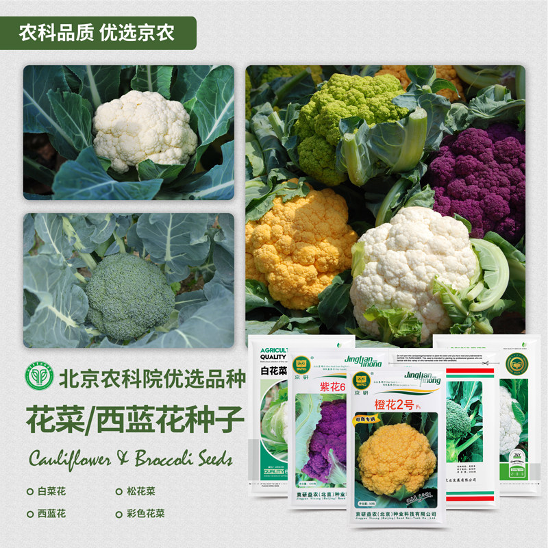 农科院菜花种子紫花椰菜宝塔青花菜西蓝兰花矮脚松花菜蔬菜种籽孑