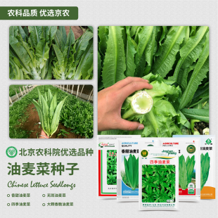 农科院油麦菜种子大颗甜脆凤尾香麦菜四季阳台盆栽菜园蔬菜种籽孑