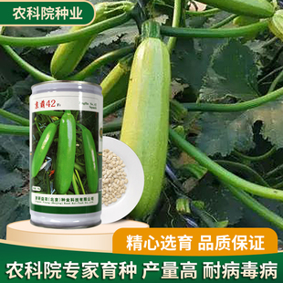 蔬菜籽优质中早熟抗病耐寒 北京农科院京研京葫42号西葫芦种子四季