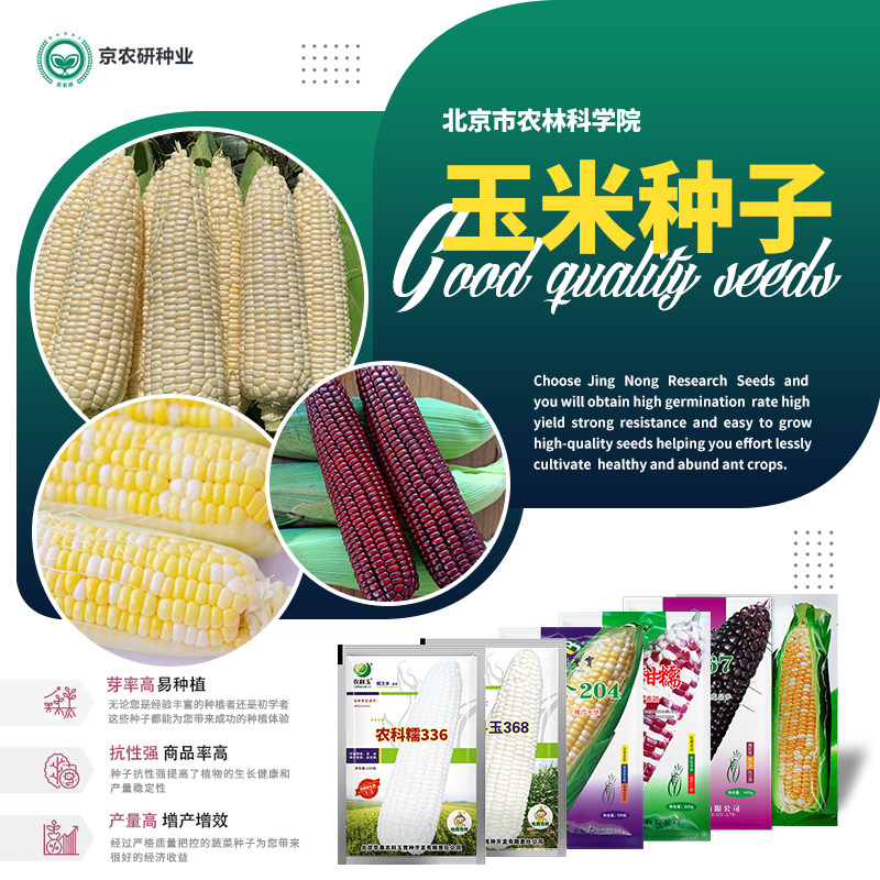 农科院玉米种子农科糯336白甜糯鲜食水果玉米高产大田玉米种籽孑