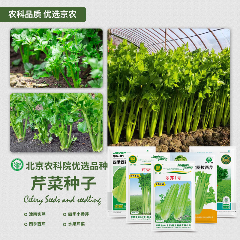农科院芹菜种子四季脆嫩西芹苗小香芹地中海根洋芹实芹蔬菜种籽孑