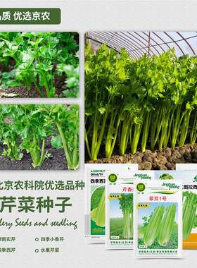 北京农科院芹菜种子香芹西芹实芹