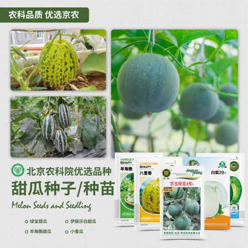 农科院甜瓜种子小香瓜羊角蜜绿宝