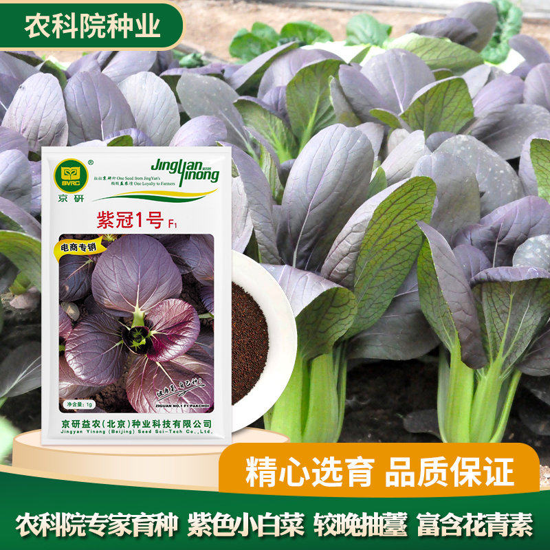 小油菜蔬菜种子京研高产易种图片