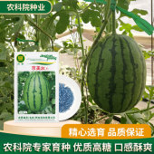 京研京美2K大西瓜种子皮薄超甜红瓤四季 水果种籽优质早熟高产耐裂