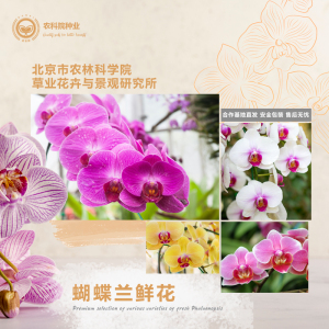 蝴蝶兰盆栽带花剑带花苞花卉兰花办公室客厅室内植物花卉四季易活