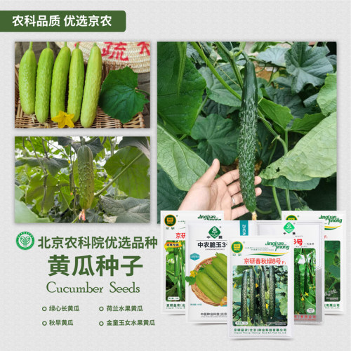 北京农科院绿心长黄瓜种子旱黄瓜
