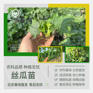 农科院丝瓜苗长绿丝瓜秧苗棱丝瓜苹果肉丝瓜庭院阳台易种蔬菜种苗