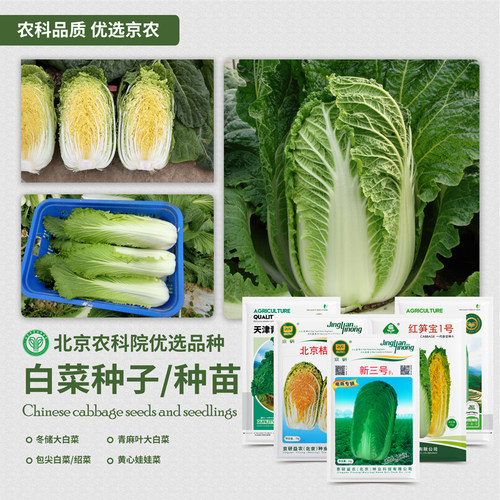 北京农科院新三号大白菜种子冬储
