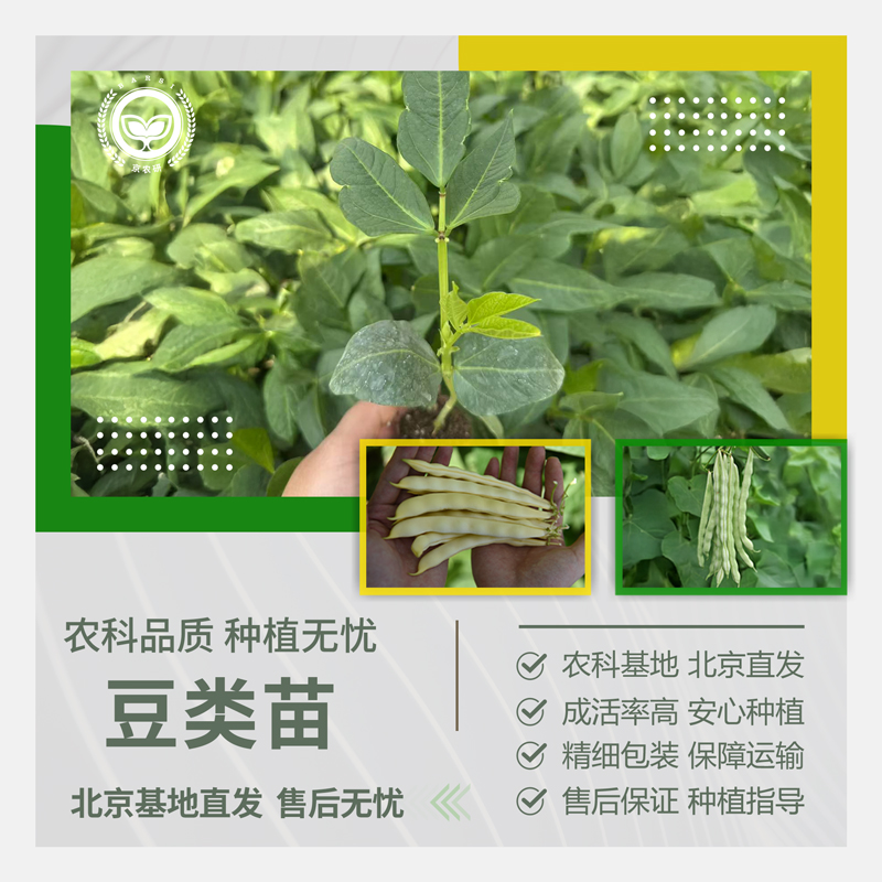 农科院无架长豇豆九粒白紫眉豆