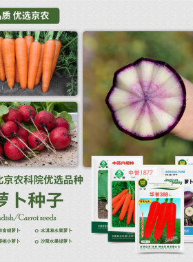 北京农科院水果萝卜种子高产易种