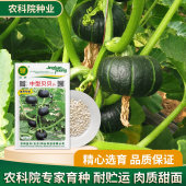 京研中型贝贝南瓜种子香甜板栗口感四季 大棚蔬菜种籽优质早熟高产