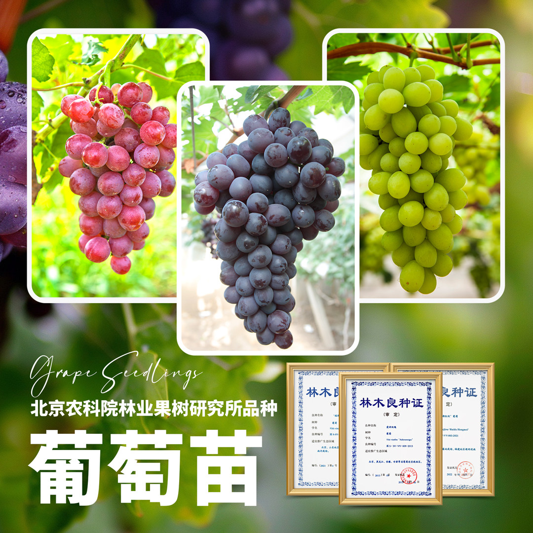 北京农科院葡萄苗嫁接扦插爱神玫瑰香味浓无籽庭院阳台盆栽果树苗