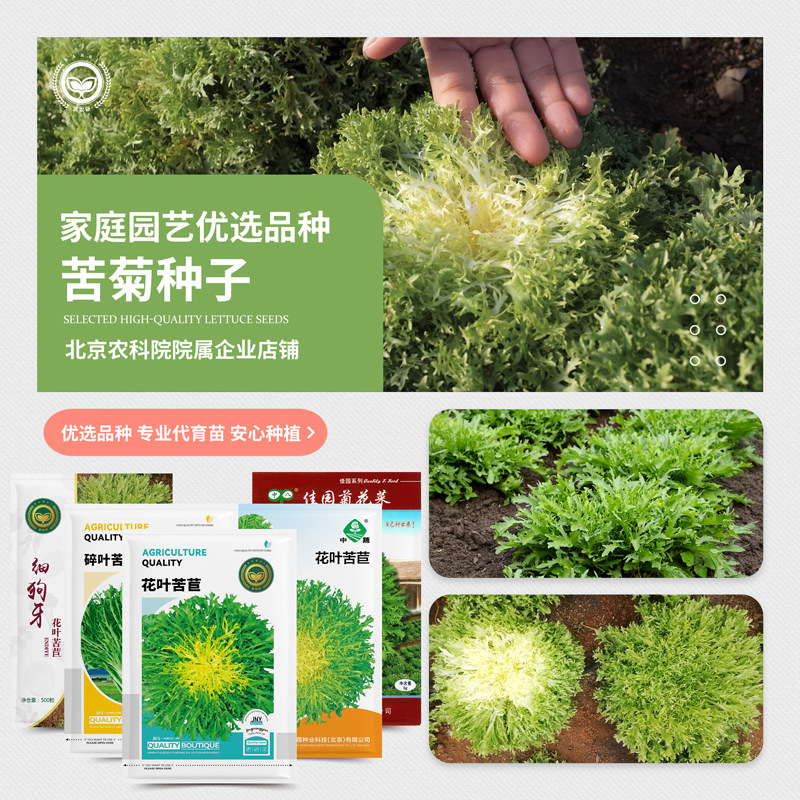 农科院苦苣种子花叶苦苣碎叶苦苣菊花菜狗牙沙拉菜阳台地载蔬菜子