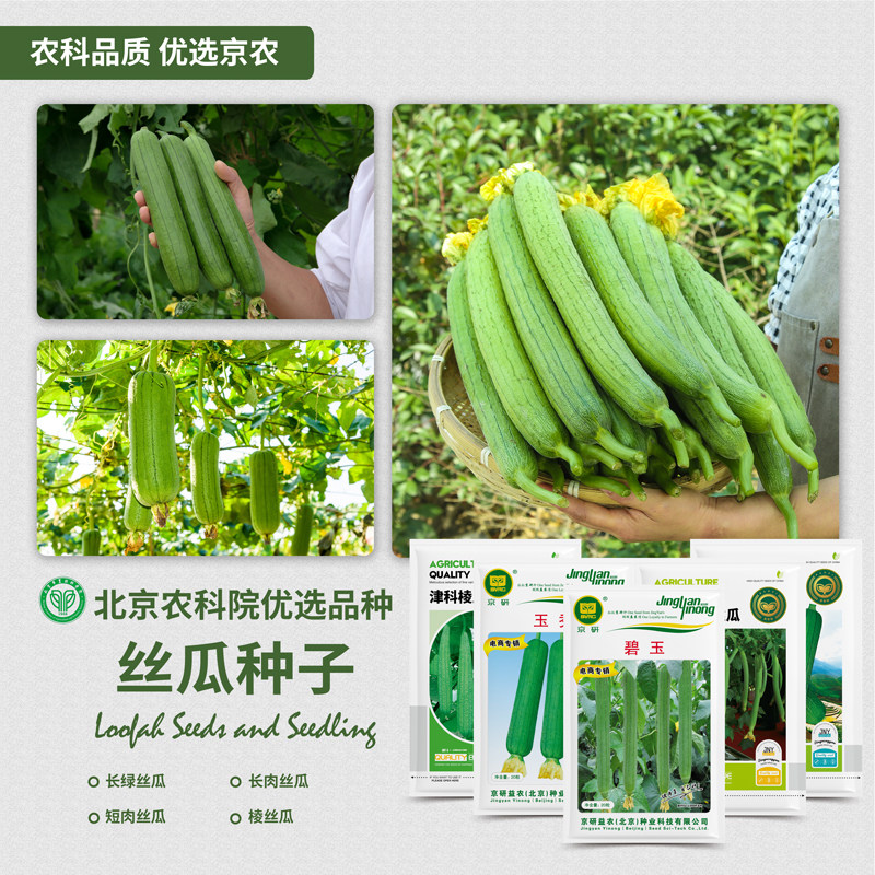 农科院丝瓜种子长丝瓜苗肉丝瓜瓠瓜肉厚味浓四季家庭阳台蔬菜籽孑
