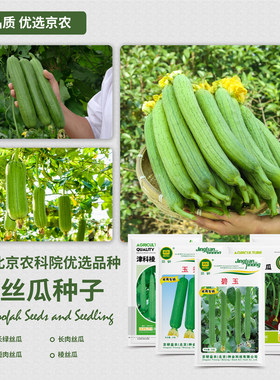 农科院丝瓜种子长丝瓜苗肉丝瓜瓠瓜肉厚味浓四季家庭阳台蔬菜籽孑