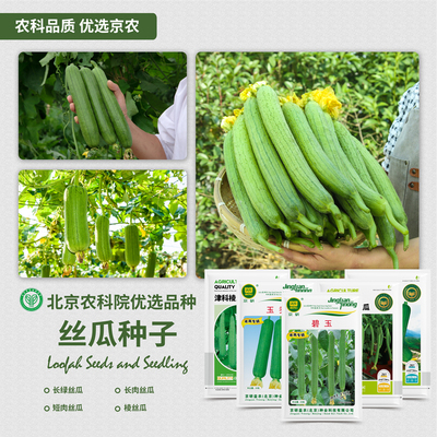 农科院丝瓜种子长丝瓜苗肉丝瓜瓠瓜肉厚味浓四季家庭阳台蔬菜籽孑