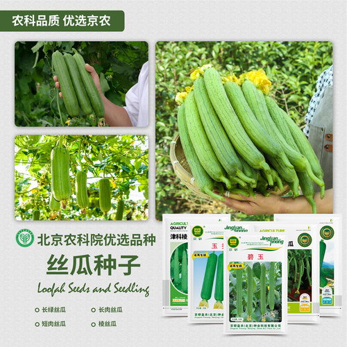 农科院丝瓜种子长丝瓜苗肉丝瓜瓠瓜肉厚味浓四季家庭阳台蔬菜籽孑