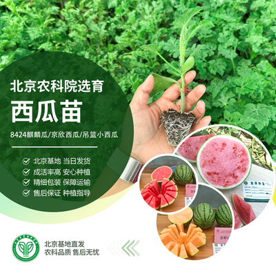 农科院西瓜苗麒麟大西瓜薄皮吊瓜