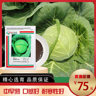鼎丰威武144甘蓝种子卷心圆白菜包菜四季蔬菜籽优质高产耐寒抗病