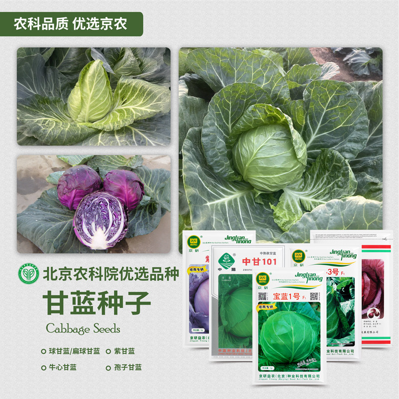 农科院甘蓝种子包菜卷心菜洋白菜牛心圆白菜孢抱子甘蓝易种蔬菜籽