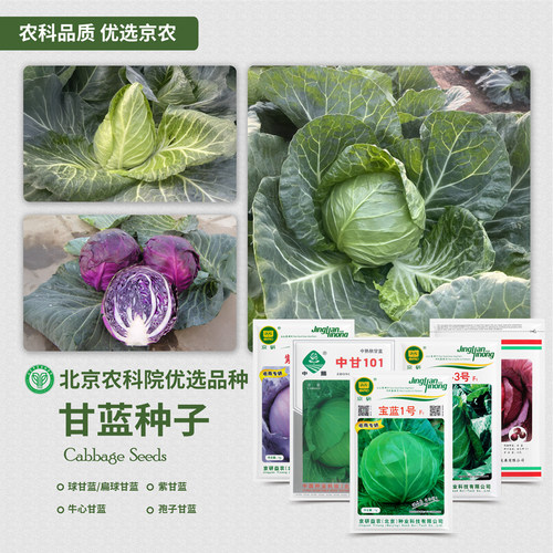 北京农科院甘蓝种子春秋播圆白菜