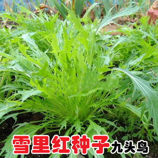 菜籽种雪里红菜种子九头鸟细叶雪里蕻菜籽秋冬雪菜蔬菜蔬菜种孑
