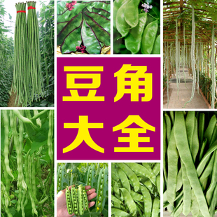 豆角种籽大全架豆种长豇豆芸豆籽种油豆角荷兰豆豌豆蛇豆眉豆四季