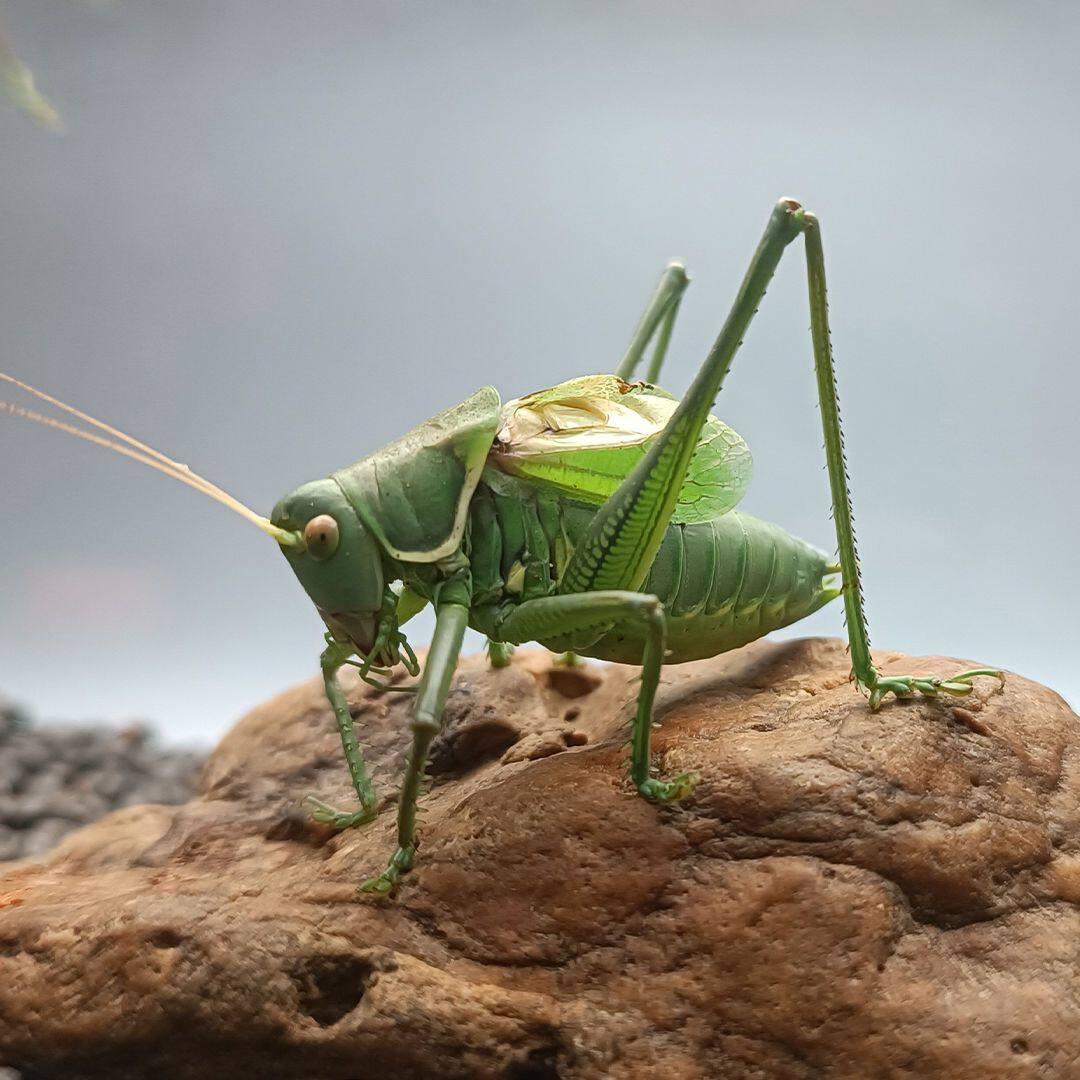 活体新脱叫蝈蝈活物耐活好养鸣虫野生精选大个开叫铁皮山青绿