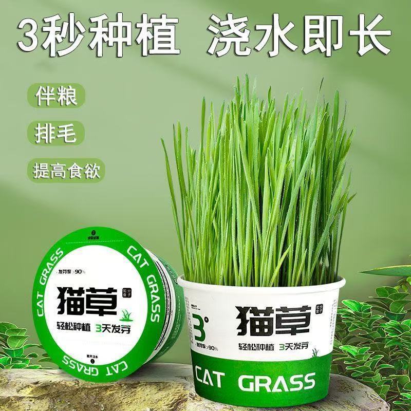 懒人泡面猫草盆栽猫草种子无土水培天然种植化毛磨牙洁齿猫咪零食