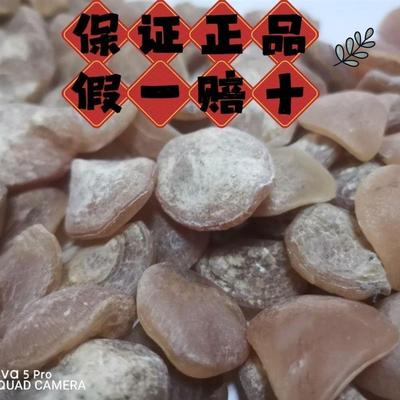 鱼惊石大青鱼石原石乌青鱼喉骨手串吊坠挂饰制作特大骨料把件原料