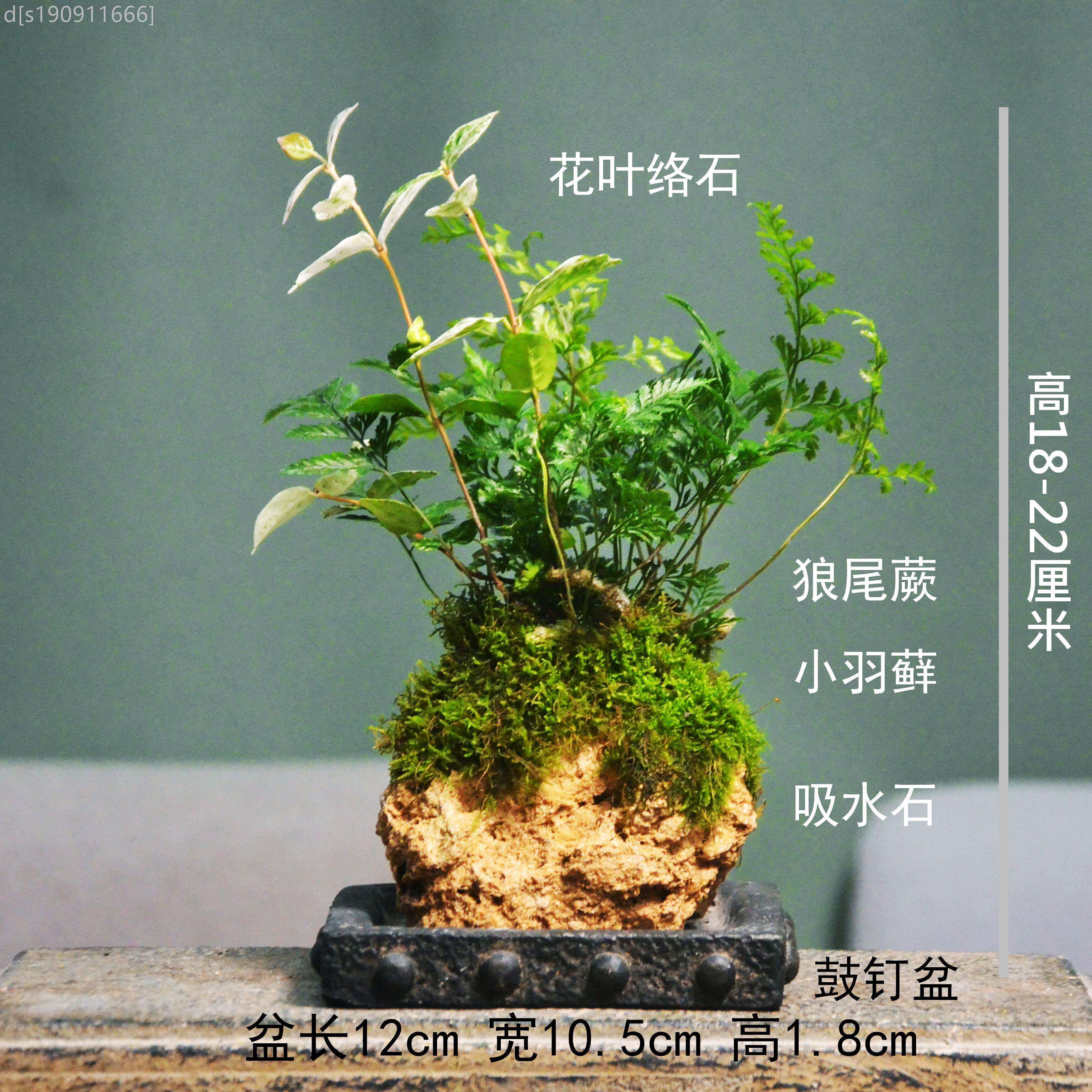 附石菖蒲无品牌/吸水小叶赤楠植花蕨叶络石狼尾盆栽室内石盆景苔