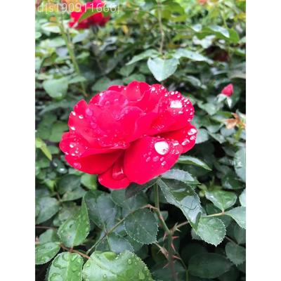 地鲁硕红北方耐寒藤外月本季 室庭院植物 盆栽栽南北方月季庭院花