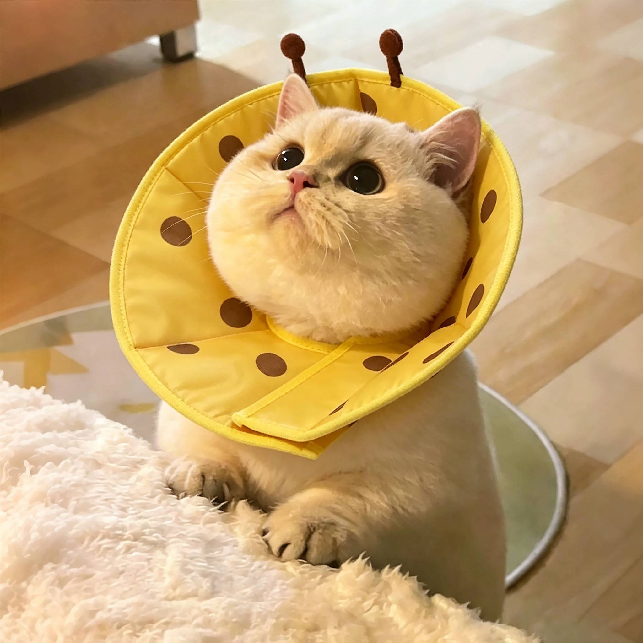 伊丽莎白圈猫咪狗狗头套宠物绝育术后防舔防咬卡通脖套2026年新款