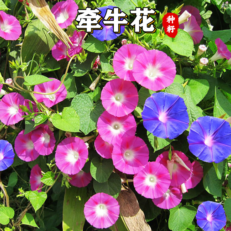 牵牛花种子喇叭花室外爬藤爬墙花卉混色开花不断盆栽易活播种种籽