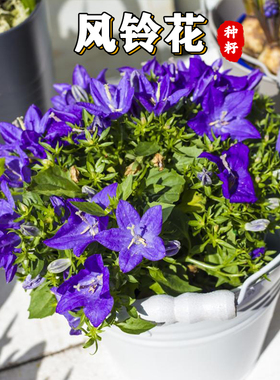 蓝色风铃花种子易活开花不断四季易种室内阳台庭院盆栽花籽