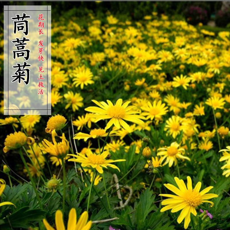 茼蒿菊种子 木春菊 木茼蒿花种子多年生四季播金黄色