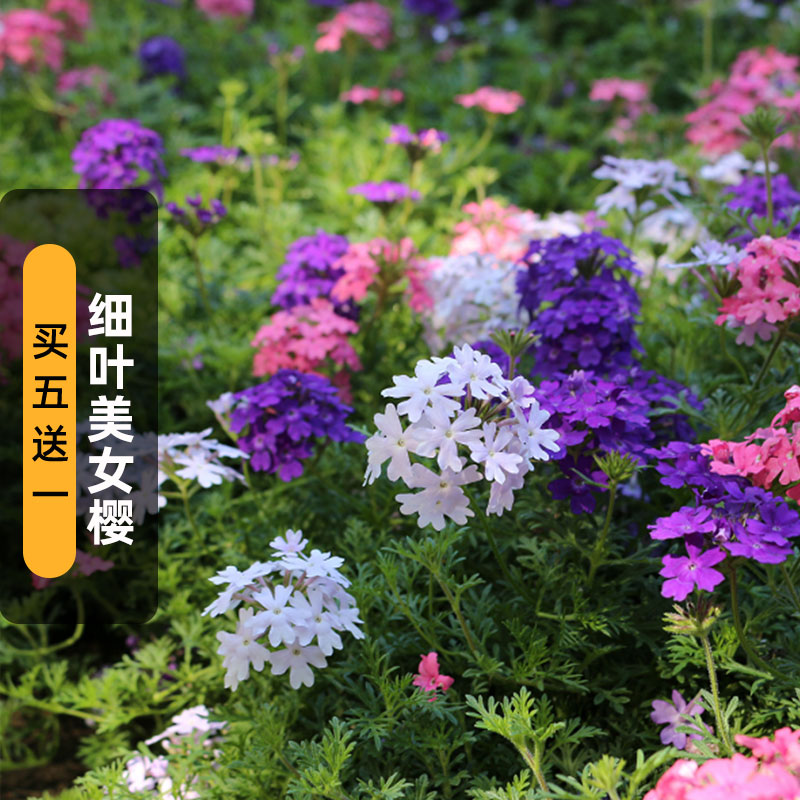 细叶美女樱种子100粒羽裂