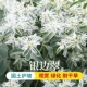 银边翠种子10粒高山积雪初雪草雪叶菊花籽可切花室外花坛盆栽春播