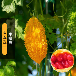 小癞瓜种子10粒金铃子癞葡萄黄金小苦瓜水果种籽爬藤阳台盆栽春播