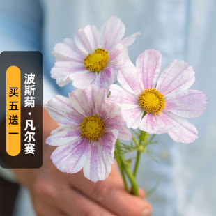 波斯菊凡尔赛浅玫瑰种子100粒Versailles斑点格桑花籽盆栽春季 播