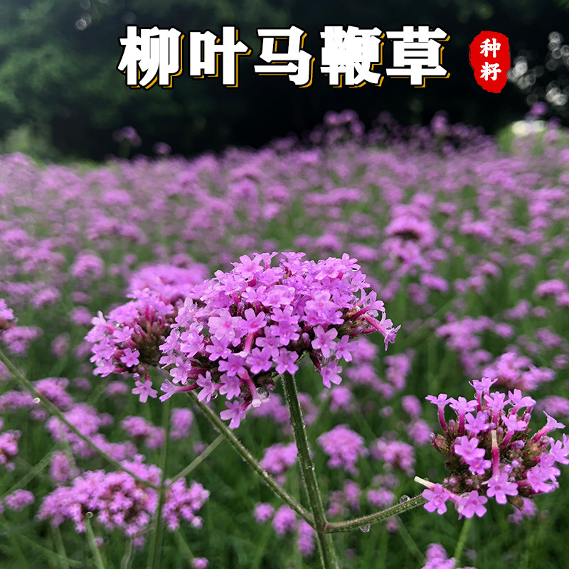 柳叶马鞭草种子春秋播多年